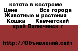 котята в костроме › Цена ­ 2 000 - Все города Животные и растения » Кошки   . Камчатский край,Вилючинск г.